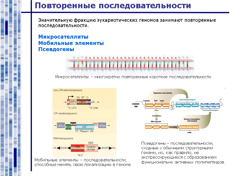 Повторенные последовательности Значительную фракцию эукариотических геномов занимают повторенные последовательности.  Микросателлиты Мобильные элементы Псевдогены